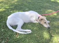 Victor, a male Borzoi for sale in Yucaipa, CA – 7 of 10