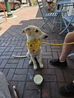 Victor, a male Borzoi for sale in Yucaipa, CA – 3 of 10