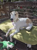Victor, a male Borzoi for sale in Yucaipa, CA – 6 of 10