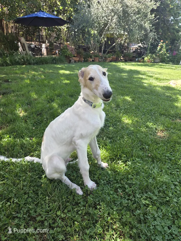 Victor – Borzoi puppy for sale in Yucaipa, CA
