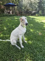 Victor, a male Borzoi for sale in Yucaipa, CA – 1 of 10