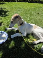 Victor, a male Borzoi for sale in Yucaipa, CA – 5 of 10