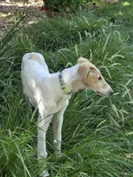 Victor, a male Borzoi for sale in Yucaipa, CA – 2 of 10