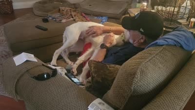 Victor, a male Borzoi for sale in Yucaipa, CA – 10 of 10