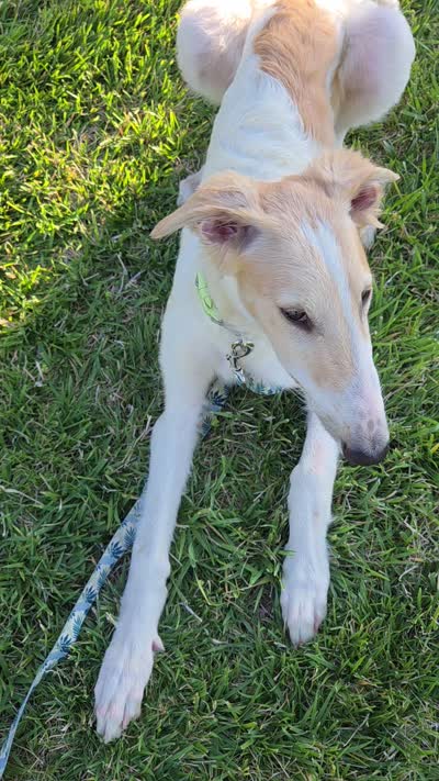 Victor, a male Borzoi for sale in Yucaipa, CA – 9 of 10