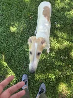 Victor, a male Borzoi for sale in Yucaipa, CA – 8 of 10