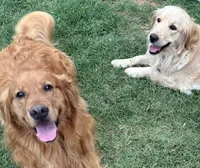 Echo, a male Golden Retriever for sale in Portales, NM – Photo 3 of 3