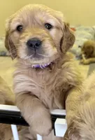 Echo, a male Golden Retriever for sale in Portales, NM – Photo 2 of 3