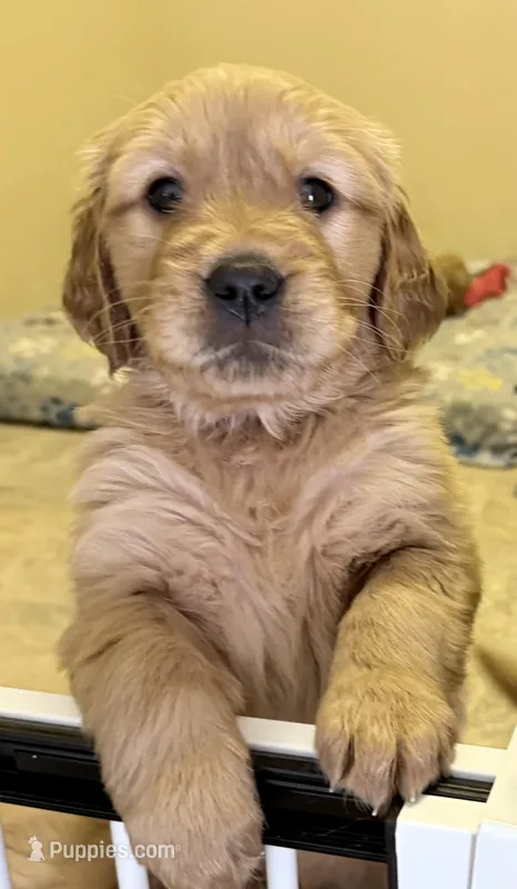 Echo – Golden Retriever puppy for sale in Portales, NM