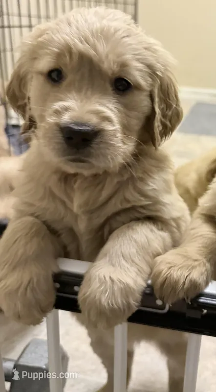 Cleo – Golden Retriever puppy for sale in Portales, NM