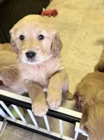 Cleo, a female Golden Retriever for sale in Portales, NM – Photo 3 of 3