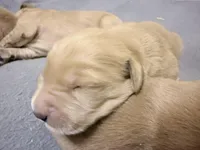 Cleo, a female Golden Retriever for sale in Portales, NM – Photo 2 of 3