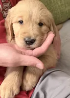 Bowie, a male Golden Retriever for sale in Portales, NM – 6 of 6
