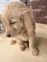 Finn, a male Golden Retriever for sale in Portales, NM – Photo 3 of 3