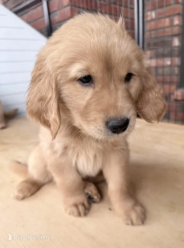 Finn – Golden Retriever puppy for sale in Portales, NM