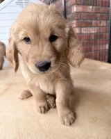 Finn, a male Golden Retriever for sale in Portales, NM – Photo 1 of 3