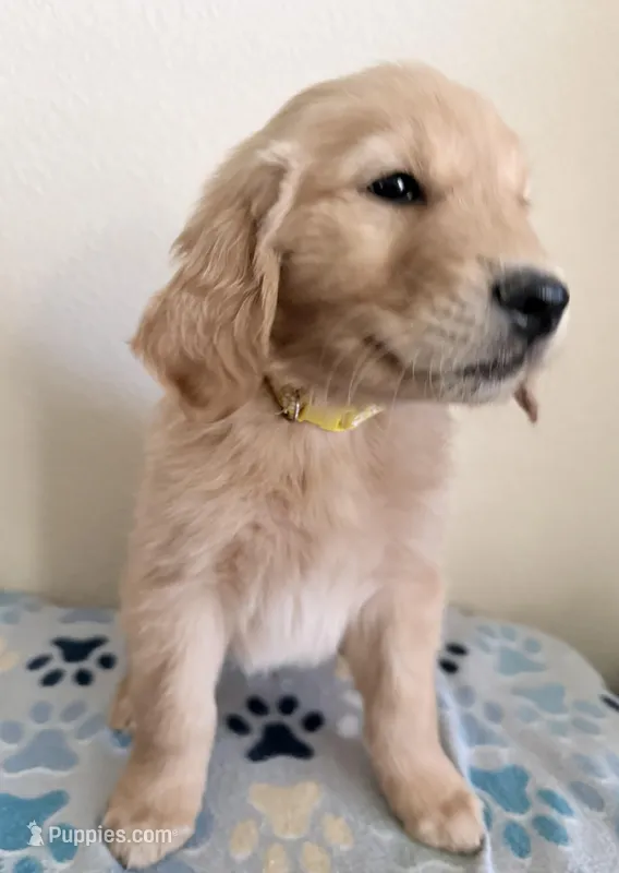 Finn – Golden Retriever puppy for sale in Portales, NM