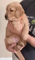 Ollie, a female Golden Retriever for sale in Portales, NM – 2 of 5