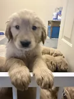 Axel, a male Golden Retriever for sale in Portales, NM – 6 of 6