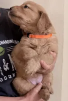 Ollie, a female Golden Retriever for sale in Portales, NM – 5 of 5