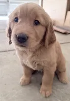 Posie, a female Golden Retriever for sale in Portales, NM – 1 of 7