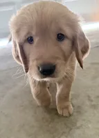 Yogi, a male Golden Retriever for sale in Portales, NM – 2 of 5