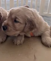 Ollie, a female Golden Retriever for sale in Portales, NM – 4 of 5