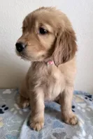 Gigi, a female Golden Retriever for sale in Portales, NM – Photo 1 of 4