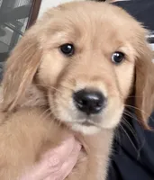 Gigi, a female Golden Retriever for sale in Portales, NM – Photo 4 of 4