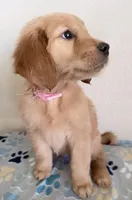 Gigi, a female Golden Retriever for sale in Portales, NM – Photo 3 of 4