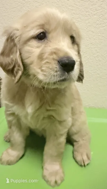 Axel – Golden Retriever puppy for sale in Portales, NM