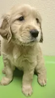 Axel, a male Golden Retriever for sale in Portales, NM – 1 of 6