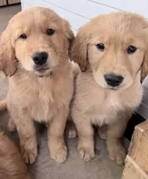 Hugo, a male Golden Retriever for sale in Portales, NM – 6 of 7