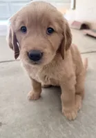 Posie, a female Golden Retriever for sale in Portales, NM – 4 of 7