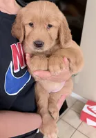 Posie, a female Golden Retriever for sale in Portales, NM – 3 of 7