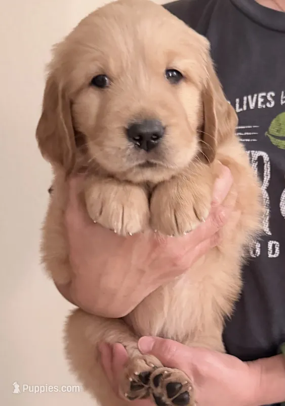 Bowie – Golden Retriever puppy for sale in Portales, NM
