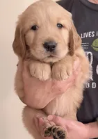Bowie, a male Golden Retriever for sale in Portales, NM – 1 of 6