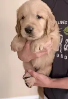 Bowie, a male Golden Retriever for sale in Portales, NM – 4 of 6