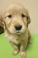 Axel, a male Golden Retriever for sale in Portales, NM – 3 of 6