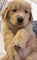 Axel, a male Golden Retriever for sale in Portales, NM – 4 of 6