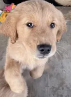 Hugo, a male Golden Retriever for sale in Portales, NM – 4 of 7