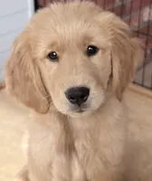 Hugo, a male Golden Retriever for sale in Portales, NM – 2 of 7