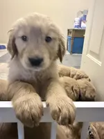 Axel, a male Golden Retriever for sale in Portales, NM – Photo 4 of 5