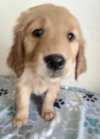 Gigi, a female Golden Retriever for sale in Portales, NM – Photo 2 of 3