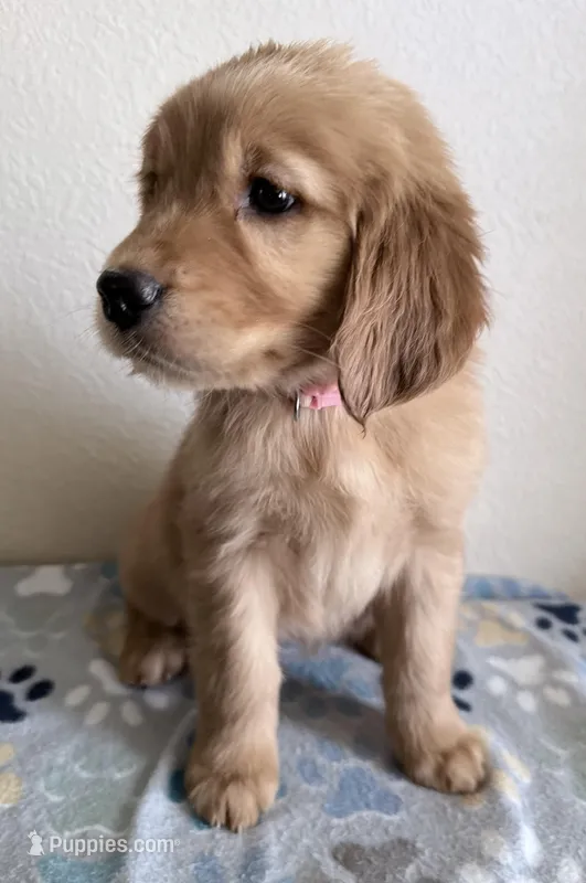 Gigi – Golden Retriever puppy for sale in Portales, NM