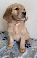 Gigi, a female Golden Retriever for sale in Portales, NM – Photo 1 of 3