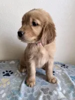 Gigi, a female Golden Retriever for sale in Portales, NM – Photo 3 of 3