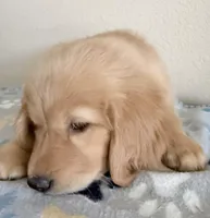 Finn, a male Golden Retriever for sale in Portales, NM – Photo 5 of 7