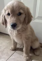 Finn, a male Golden Retriever for sale in Portales, NM – Photo 6 of 7