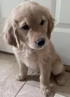 Finn, a male Golden Retriever for sale in Portales, NM – Photo 3 of 7